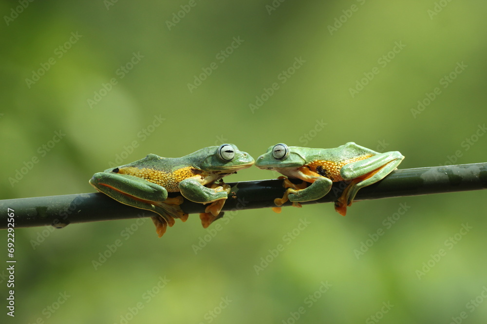 frog, flying frog, cute, two cute frogs are on a wooden branch
