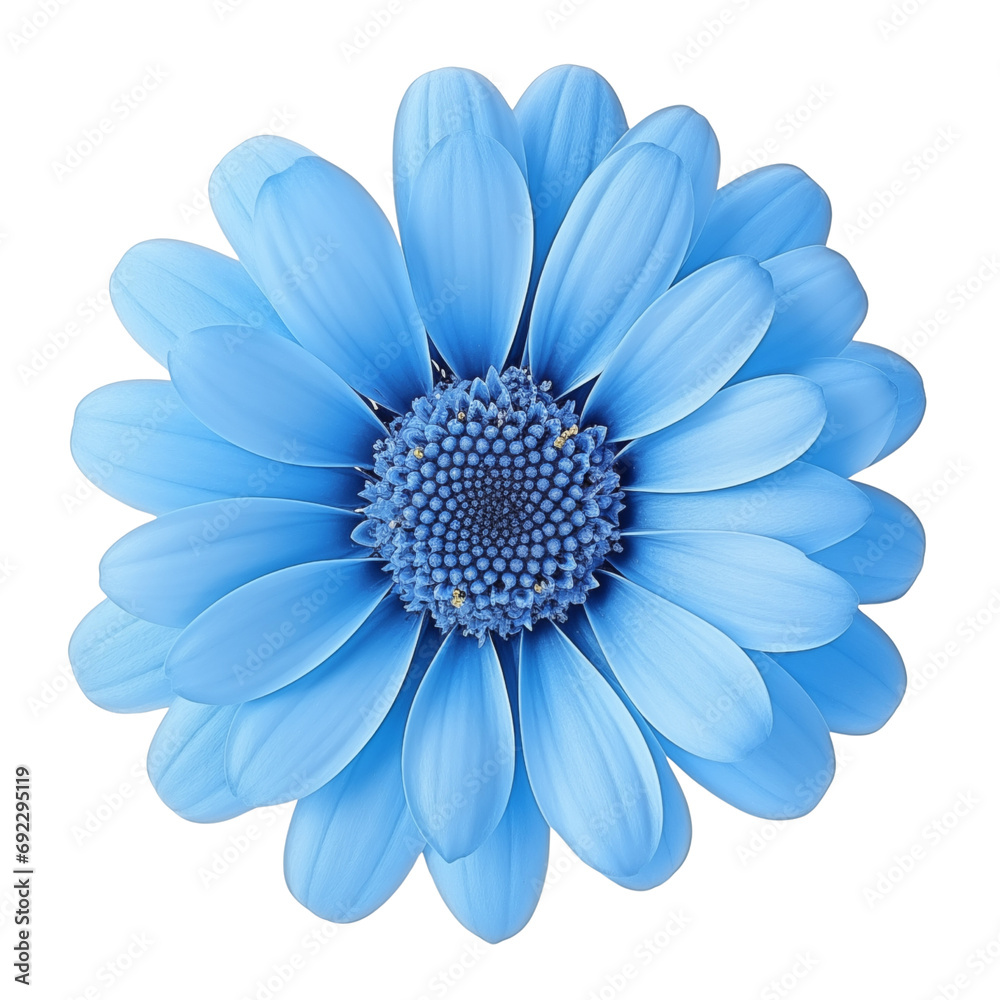 blue daisy isolated on white