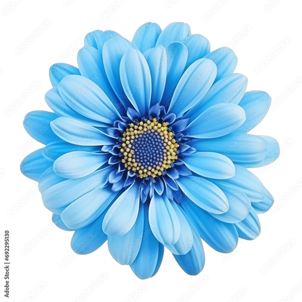 Fototapeta premium blue daisy isolated on white