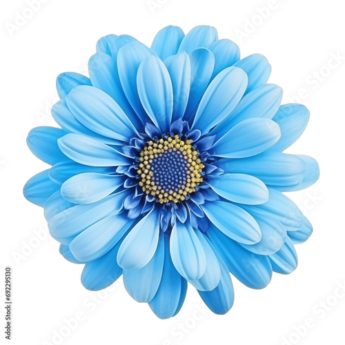 blue daisy isolated on white