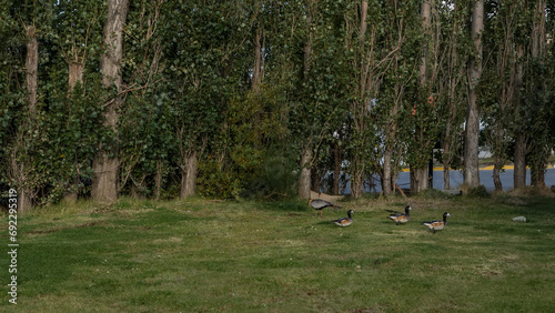 Wild birds- geese   Mareca sibilatrix, ibises Theristicus melanopis  calmly walk on the green lawn in the city park. Tall trees grow along the perimeter of the clearing. El Calafate. Argentina. photo