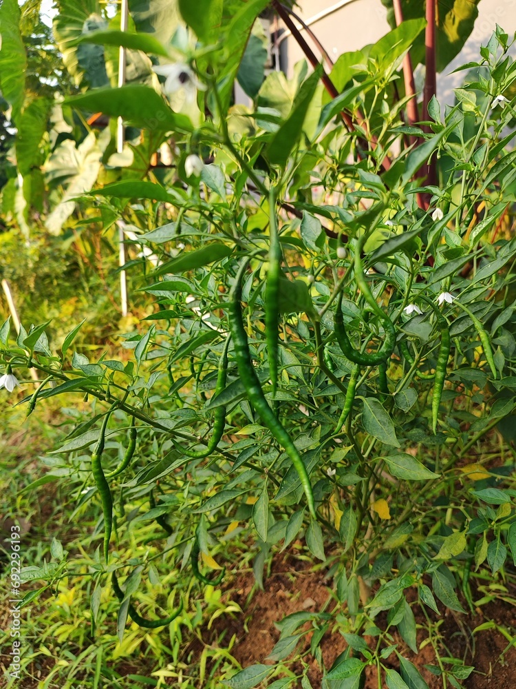 Green chili trees amaze with their branches laden with fiery green fruits, creating an eye-catching sight. Green chili trees amaze with their branches laden with fiery green fruits, creating an eye-catching sight.
