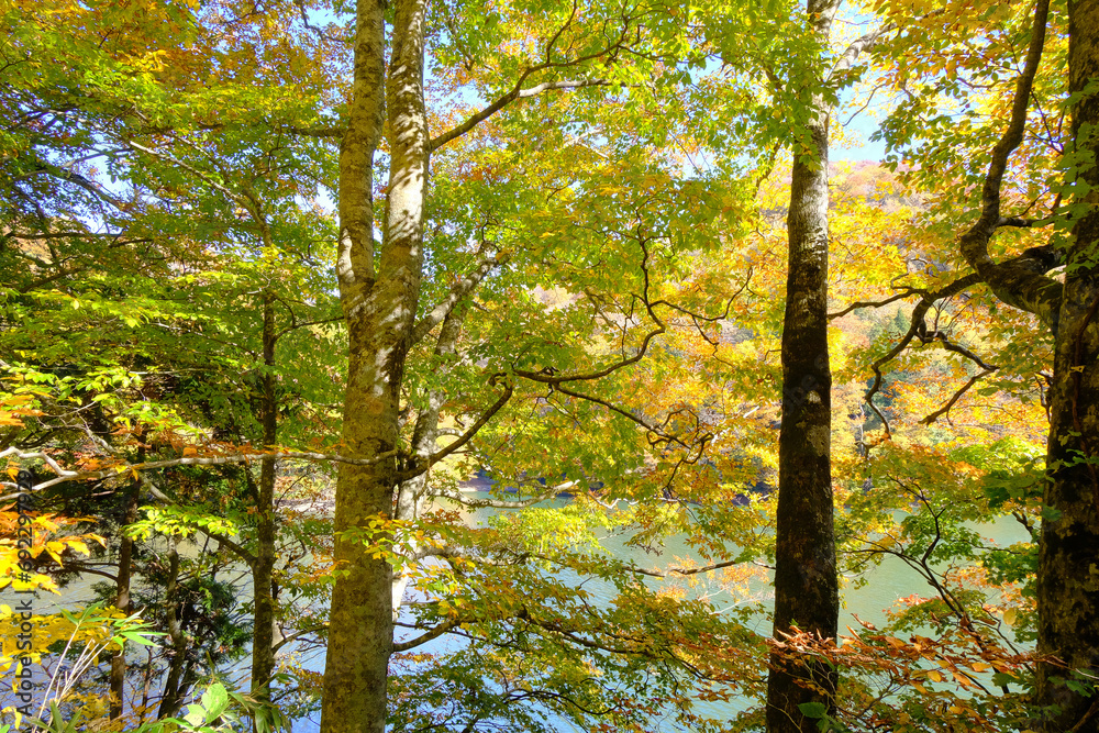 白神山地の麓にある十二湖　紅葉したブナと鶏頭場の池　青森県