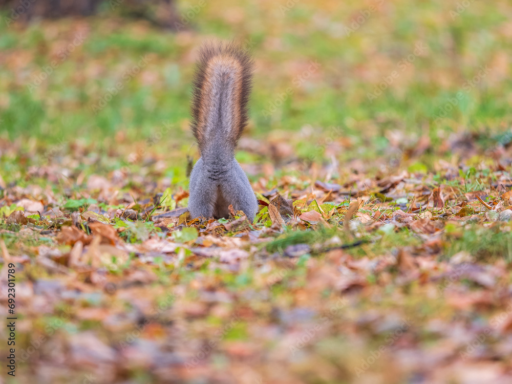 Obraz premium A rear view of a squirrel in grey winter coat against the fallen leaves background. The magnificent tail of a squirrel.