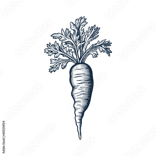 Carrot woodcut style drawing vector illustration