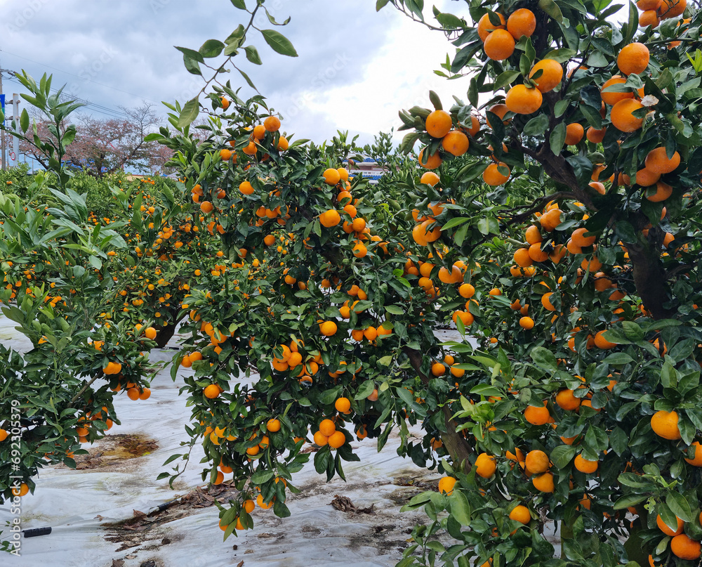 This is a tangerine farm in Jeju Island.
This is a tangerine farm in Jeju Island.