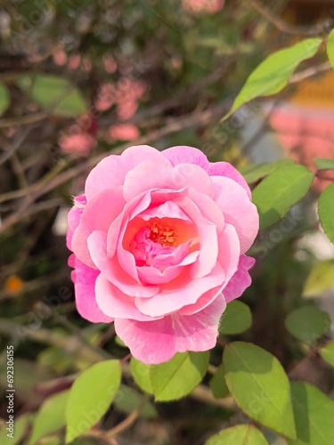 pink rose