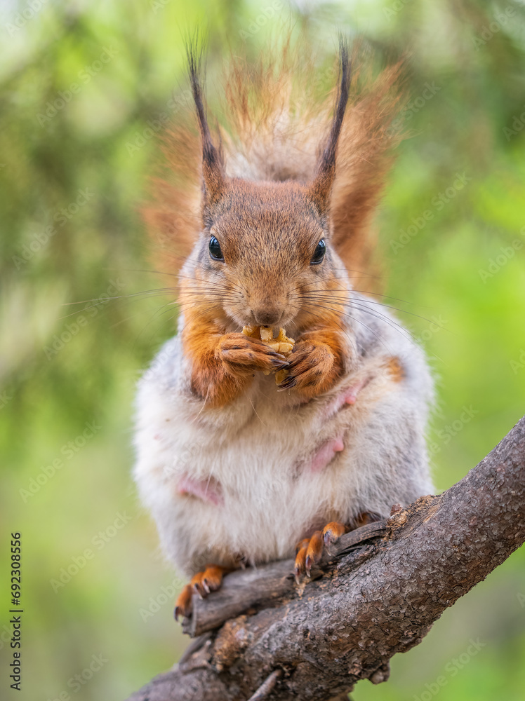 Fototapeta premium The squirrel with nut sits on a branches in the spring or summer.