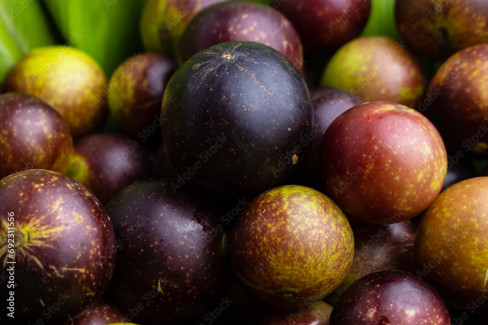 camu camu fruits, Myrciaria dubia, exotic fruit from the Amazon that grows on the banks of rivers, it is highly appreciated for its flavor, it is considered the fruit with the most vitamin C camu camu fruits, Myrciaria dubia, exotic fruit from the Amazon that grows on the banks of rivers, it is highly appreciated for its flavor, it is considered the fruit with the most vitamin C
