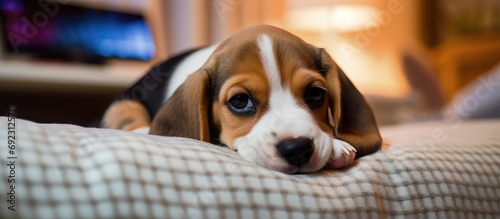 Common illnesses in puppies include sick beagle lying on dog bed at home. photo
