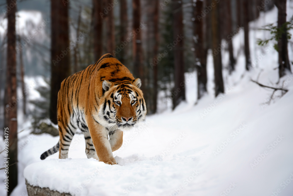 Adult Tiger in cold time. Tiger snow in wild winter nature