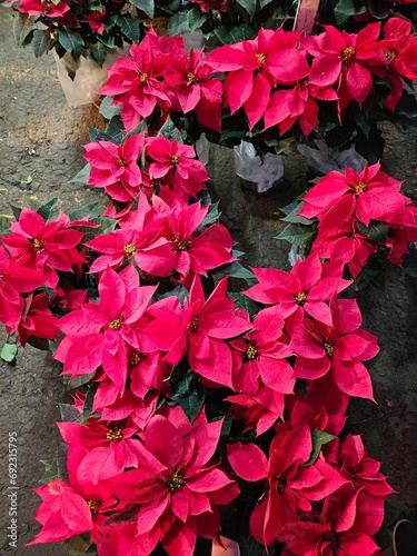 Red flowers in the garden
Nochebuena
