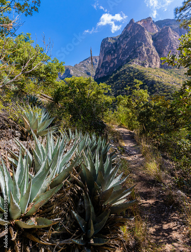 Agave Cactus Beside The Notch Trail, McKittrick Canyon, Guadalupe Mountains National Park, Texas, USA photo