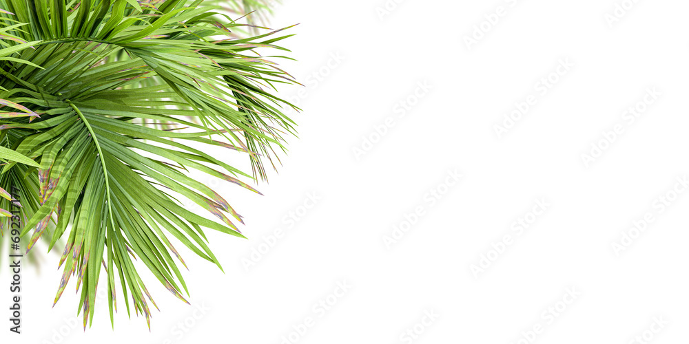 Palm tree isolated on white Palm tree isolated on white
