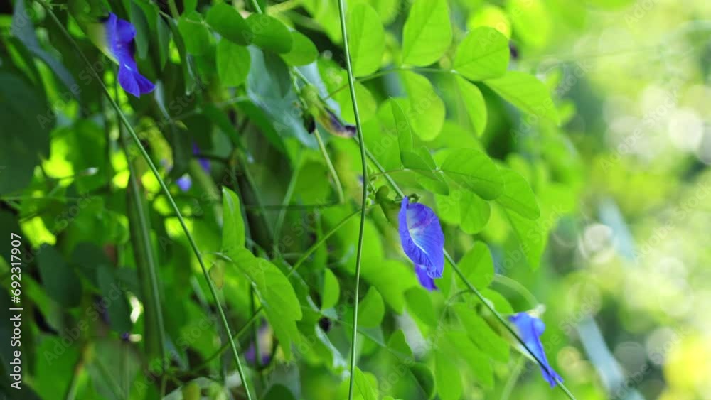 Close up of blue butterfly pea vine plant in the garden. butterfly pea flower on a green leaf background sway in the wind. Close up of blue butterfly pea vine plant in the garden. butterfly pea flower on a green leaf background sway in the wind.