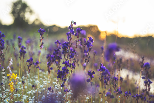 Meadow of purple flowers in nature.