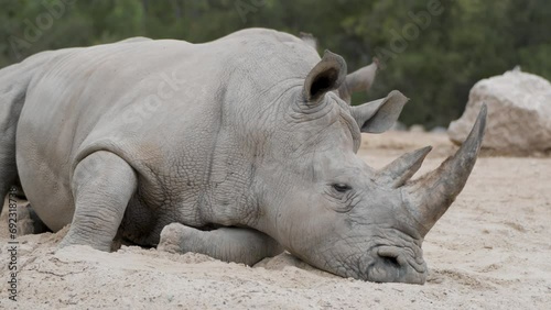 White Rhino resting in the sand, big horn, endagered species. photo