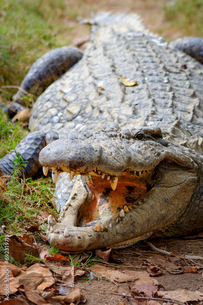 Fototapeta premium Crocodile au repos la gueule ouverte