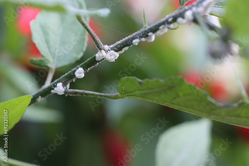 Mealy bugs on wax mallow plant, pest infestation concept