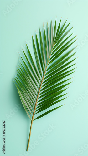 Fresh tropical date palm leaf on light background
