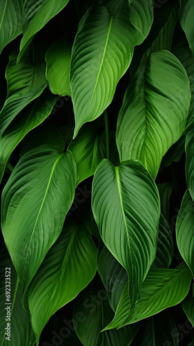 leaves of Spathiphyllum cannifolium abstract green wallpaper