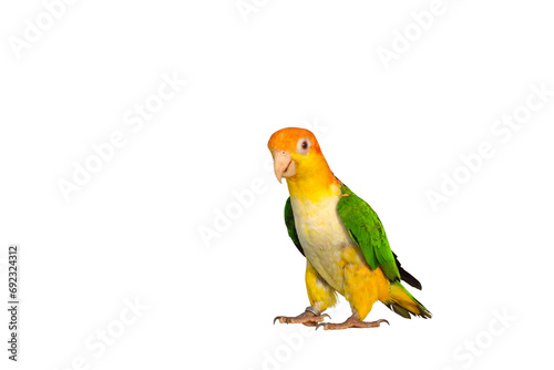 Cute of White bellied parrot isolated on transparent background png file 