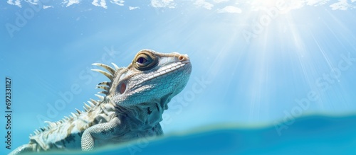 Young Jesus Christ Lizard stands at water's edge, ready to walk on clear blue water. photo