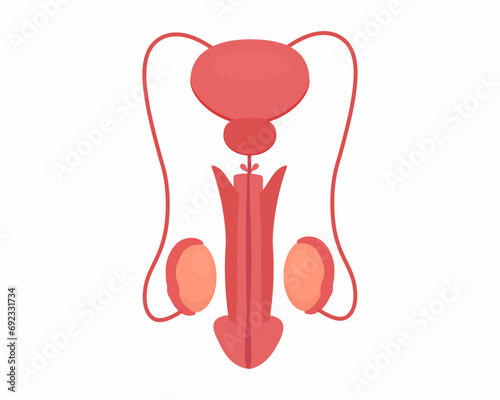 Human male reproductive system vector illustration

