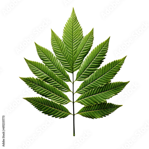 Green fern leaf on a transparent background