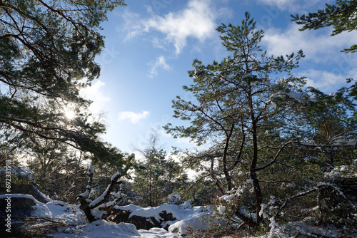 Snow in the Franchard gorges. Fontainebleau forest