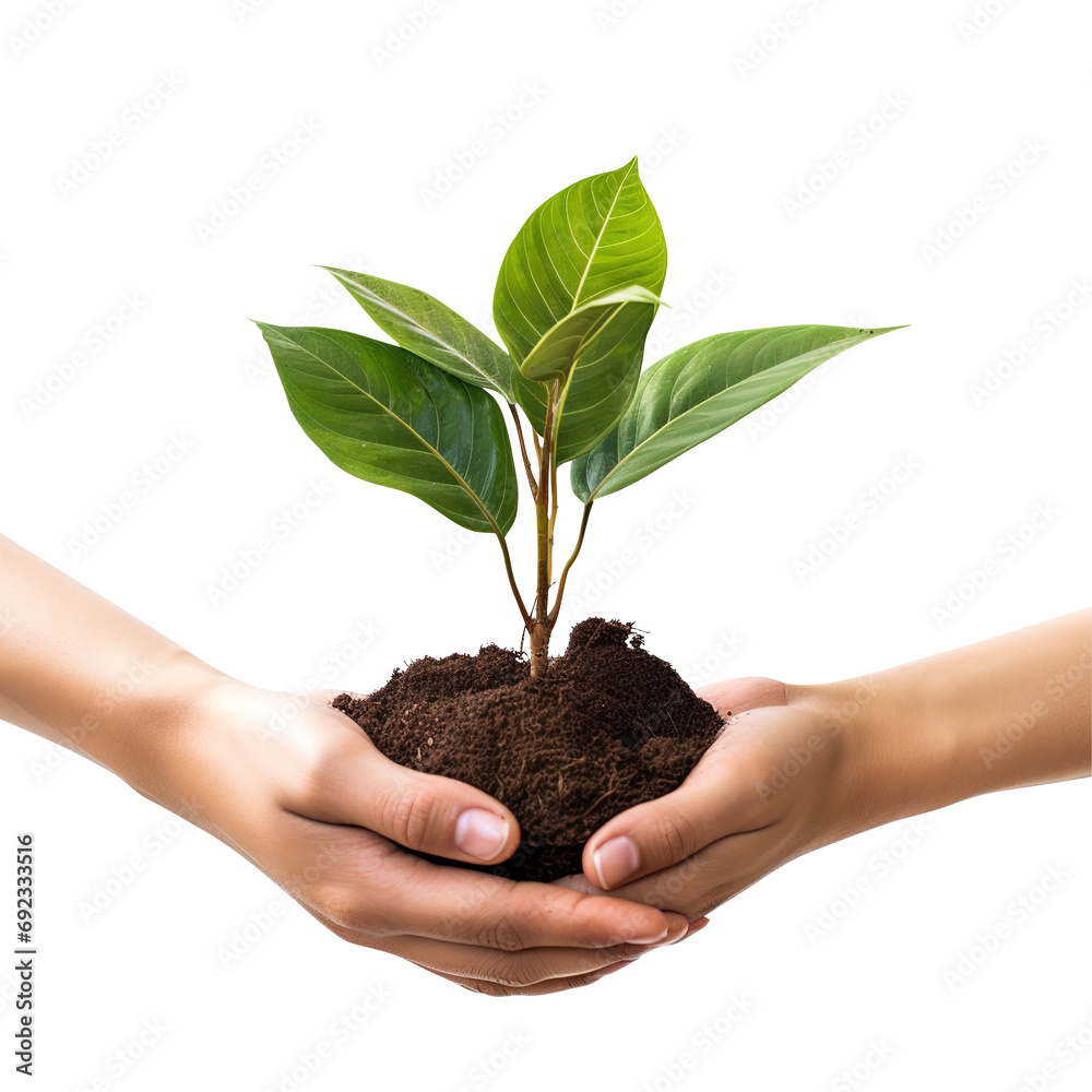 Two hands holding a small plant with soil for planting isolated on transparent background, clipping path, png file, Two hands holding a small plant with soil for planting isolated on transparent background, clipping path, png file,