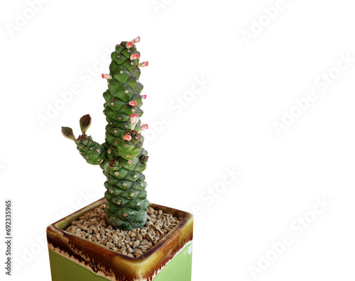 Succulent plant, Euphorbia ritchiei group, named Monadeniun, is blooming on the trunk. Pink plant in a green ceramic pot white background

 photo