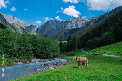 Cow pasture in Alps. Cows in pasture on alpine meadow in Switzerland. Cow pasture grass. Cow on green alpine meadow. Cow grazing on green field with fresh grass. Swiss cows. Cows in a mountain field.