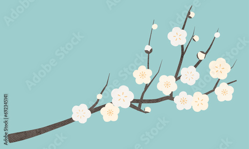 白い梅の花(白梅)のベクターイラスト photo