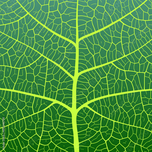 Leaf vein texture abstract background with close up plant leaf cells ornament texture pattern.
