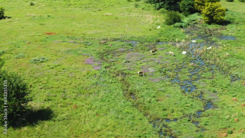 Drone aerial small zebra herd grazing a waters seeping out of the ground