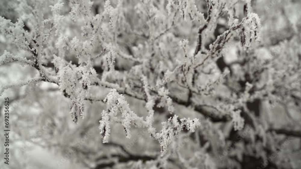 Frost-covered branches sway in the wind Frost-covered branches sway in the wind