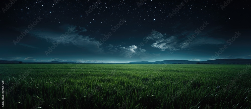 moonlit young wheat field at night