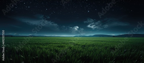 moonlit young wheat field at night photo