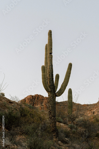 Tall Saguaro Standing alone in Saguaro National Park at Blue Hour