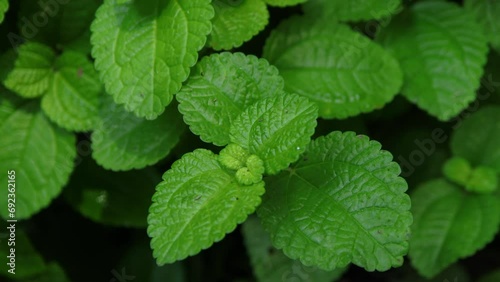 Close up video of fresh peppermint 