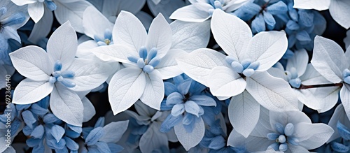Top view of white and blue leaves half frozen in flower bed, a beautiful winter plant with a soft focus. © TheWaterMeloonProjec