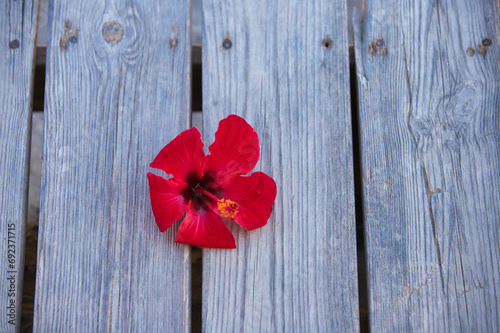 Red flower with scientific name Hibiscus Syriacus on wooden background. Concept backgrounds and textures. Medicinal plant.
