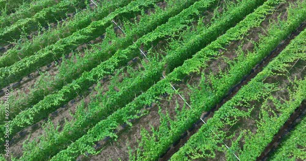 Aerial view of bitter melon crops in garden Aerial view of bitter melon crops in garden