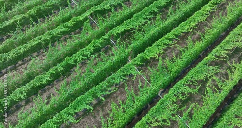 Aerial view of bitter melon crops in garden photo