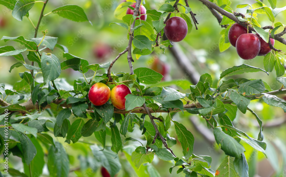 Ripe plum fruits on a tree
