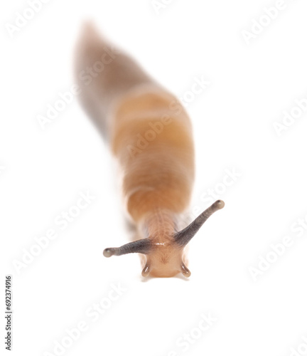 Close up of a slug isolated on a white background. Macro photo