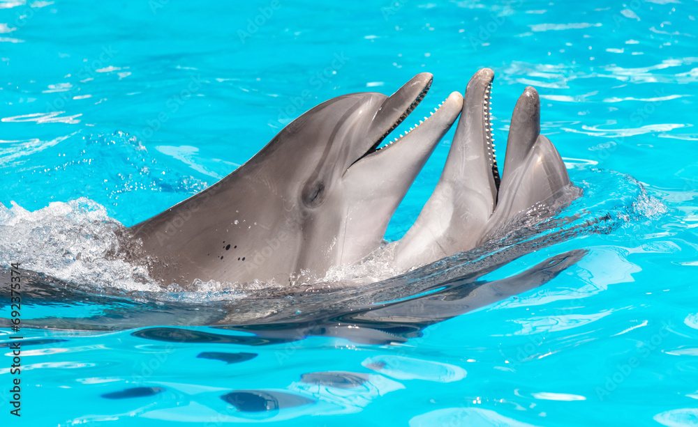 Naklejka premium Two dolphins swim in the pool