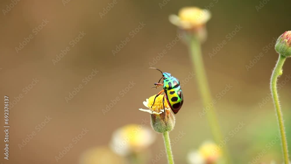 Close-up beetle standing on a flower in the garden Close-up beetle standing on a flower in the garden
