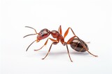 ants white background